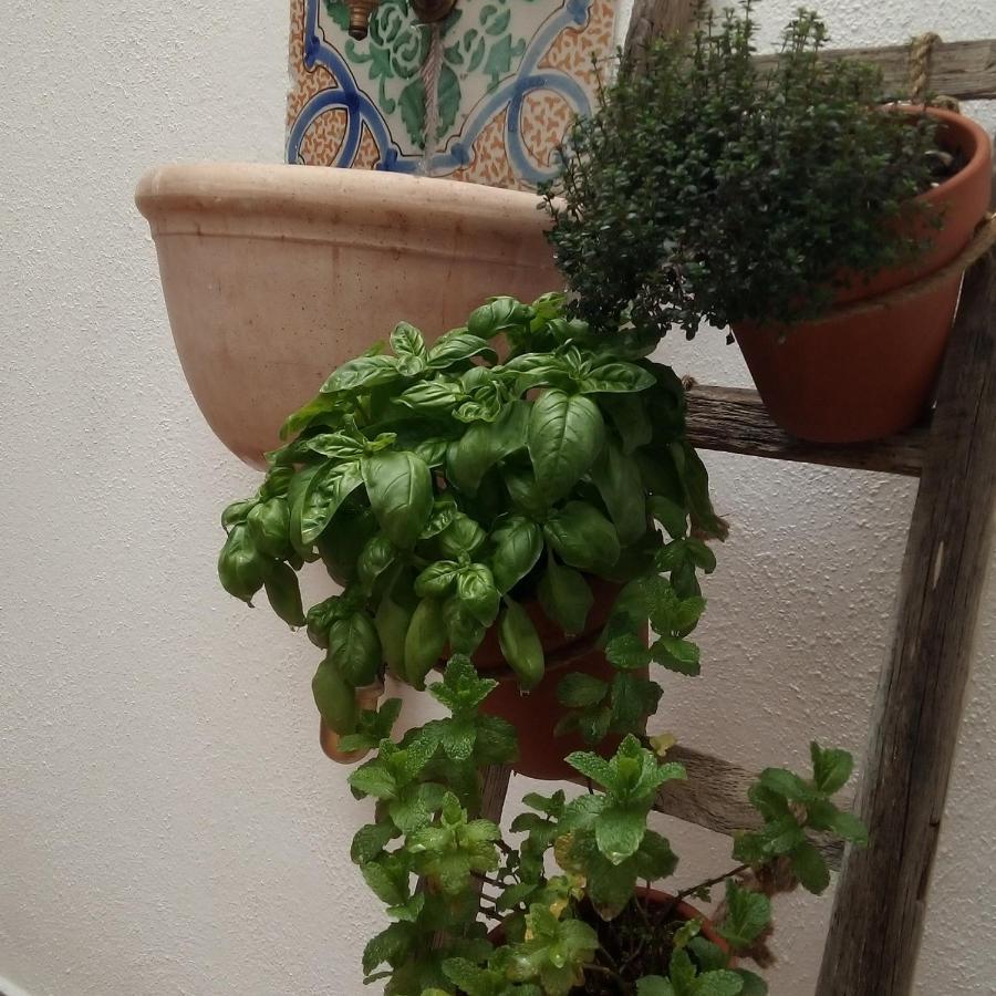 Il Terrazzino Sul Kemonia Leilighet Palermo Eksteriør bilde